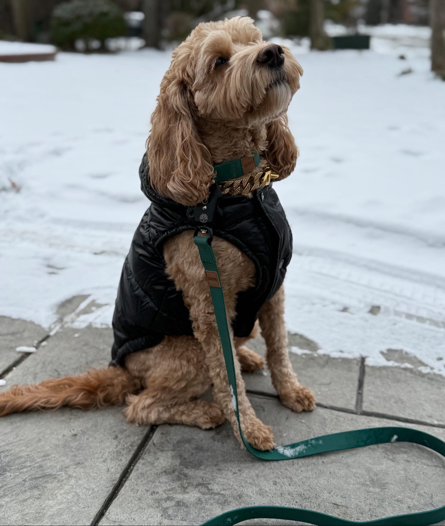 Pine Green - KK9 Elemental Collar (1") - Kaizen K9