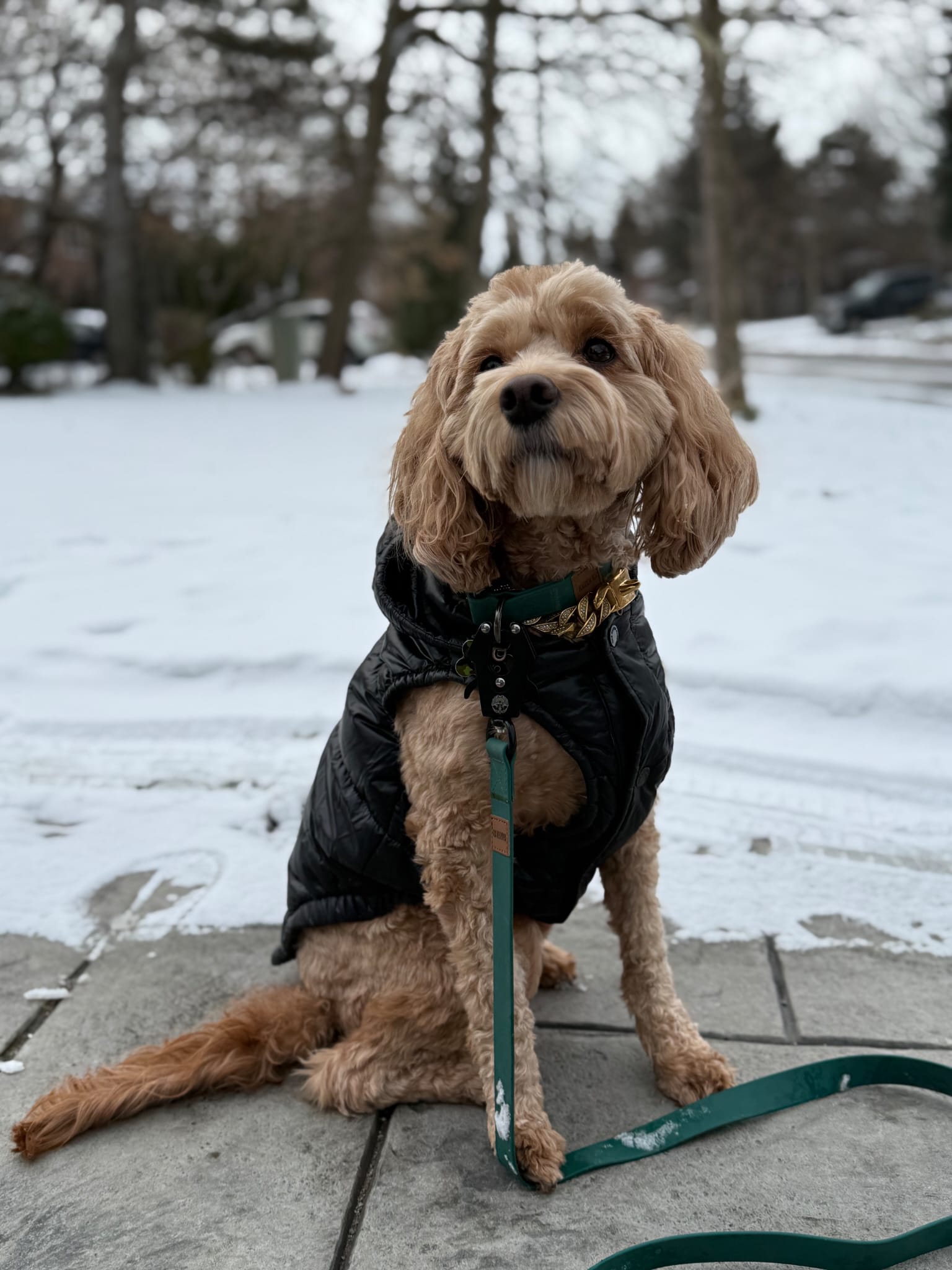 Pine Green - KK9 Elemental Leash (6 Foot) - Kaizen K9