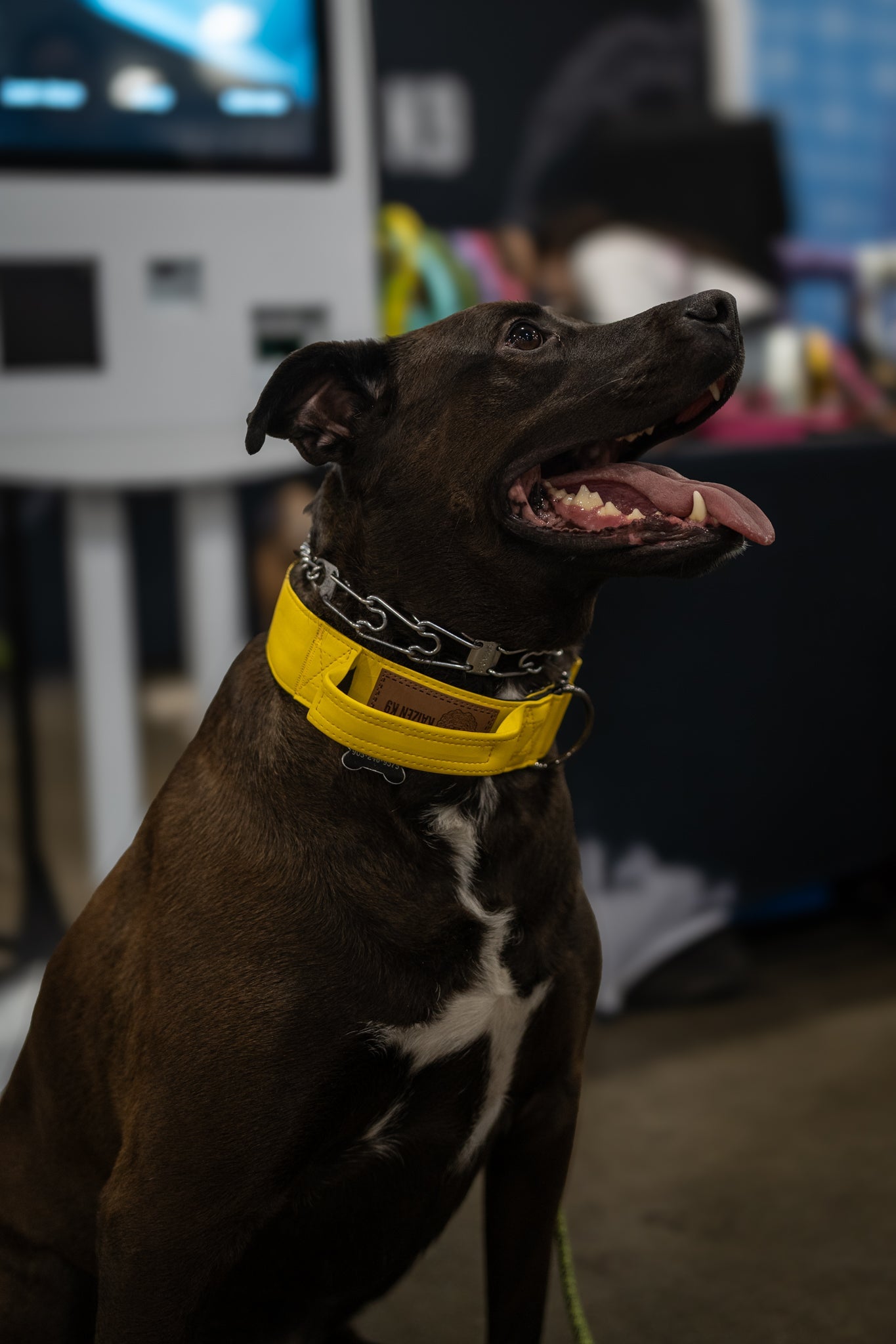 Pollen Yellow - KK9 Tactical Collar V4 (1.5" and 2") - Kaizen K9