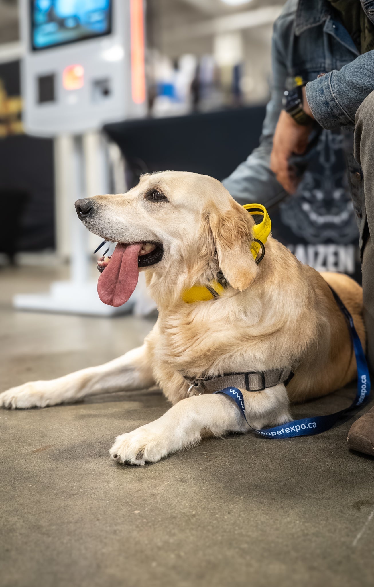 Pollen Yellow - KK9 Tactical Collar V4 (1.5" and 2") - Kaizen K9