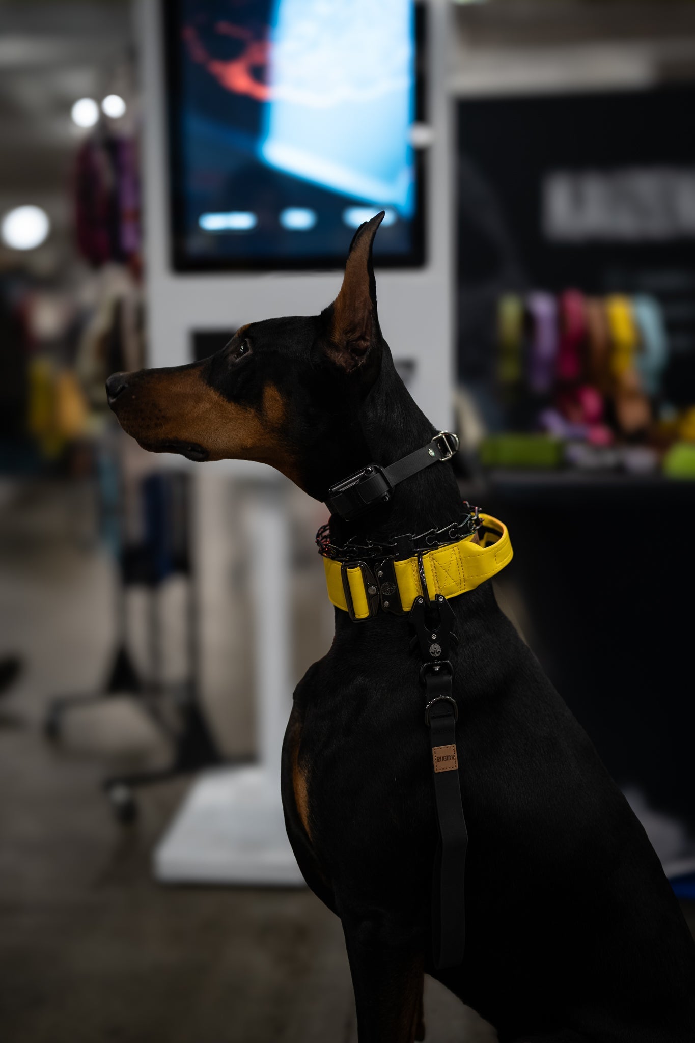 Pollen Yellow - KK9 Tactical Collar V4 (1.5" and 2") - Kaizen K9