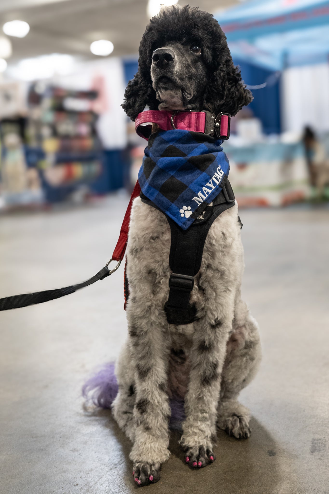 Princess Pink - KK9 Tactical Collar V4 (1.5" and 2") - Kaizen K9