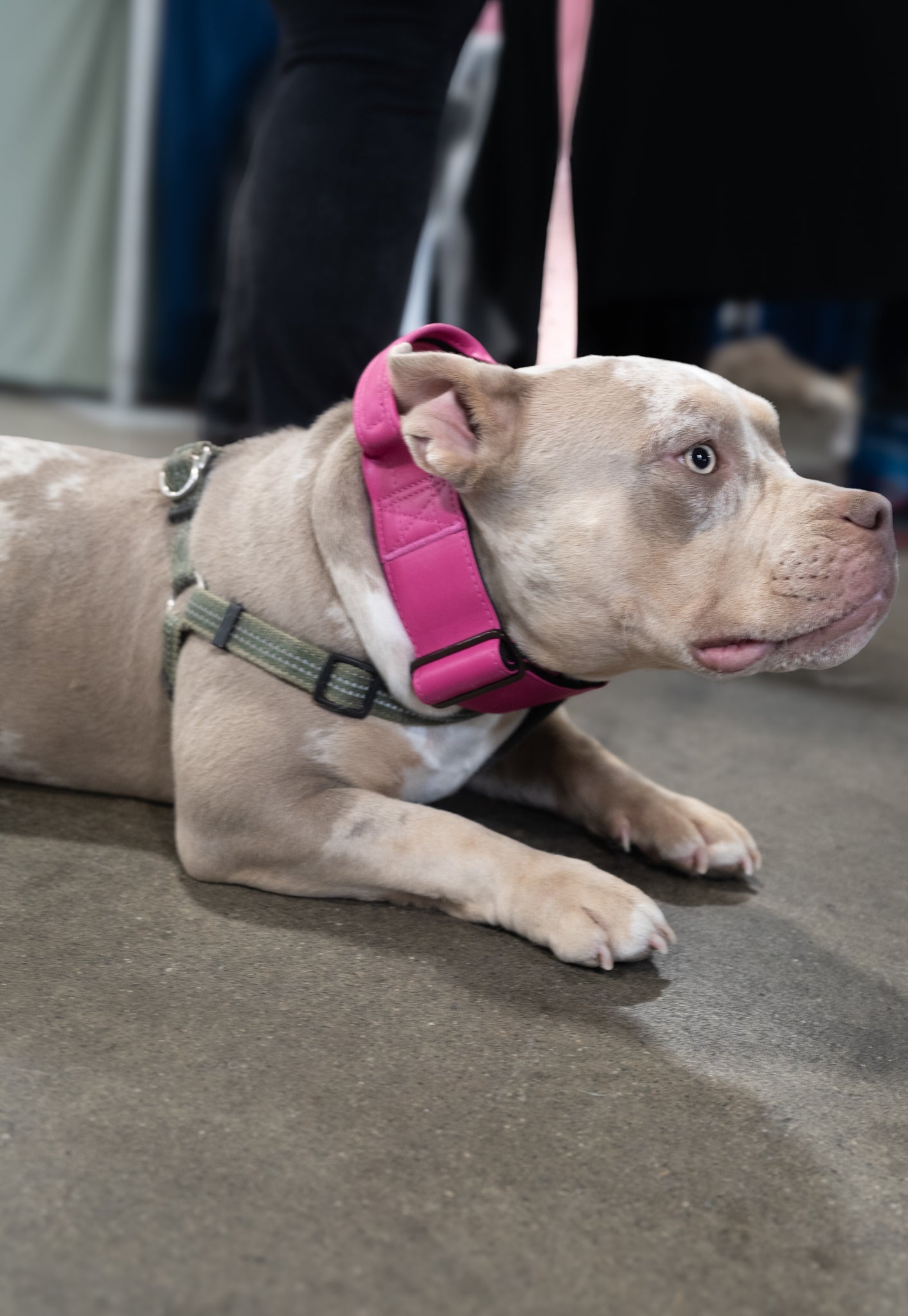 Princess Pink - KK9 Tactical Collar V4 (1.5" and 2") - Kaizen K9