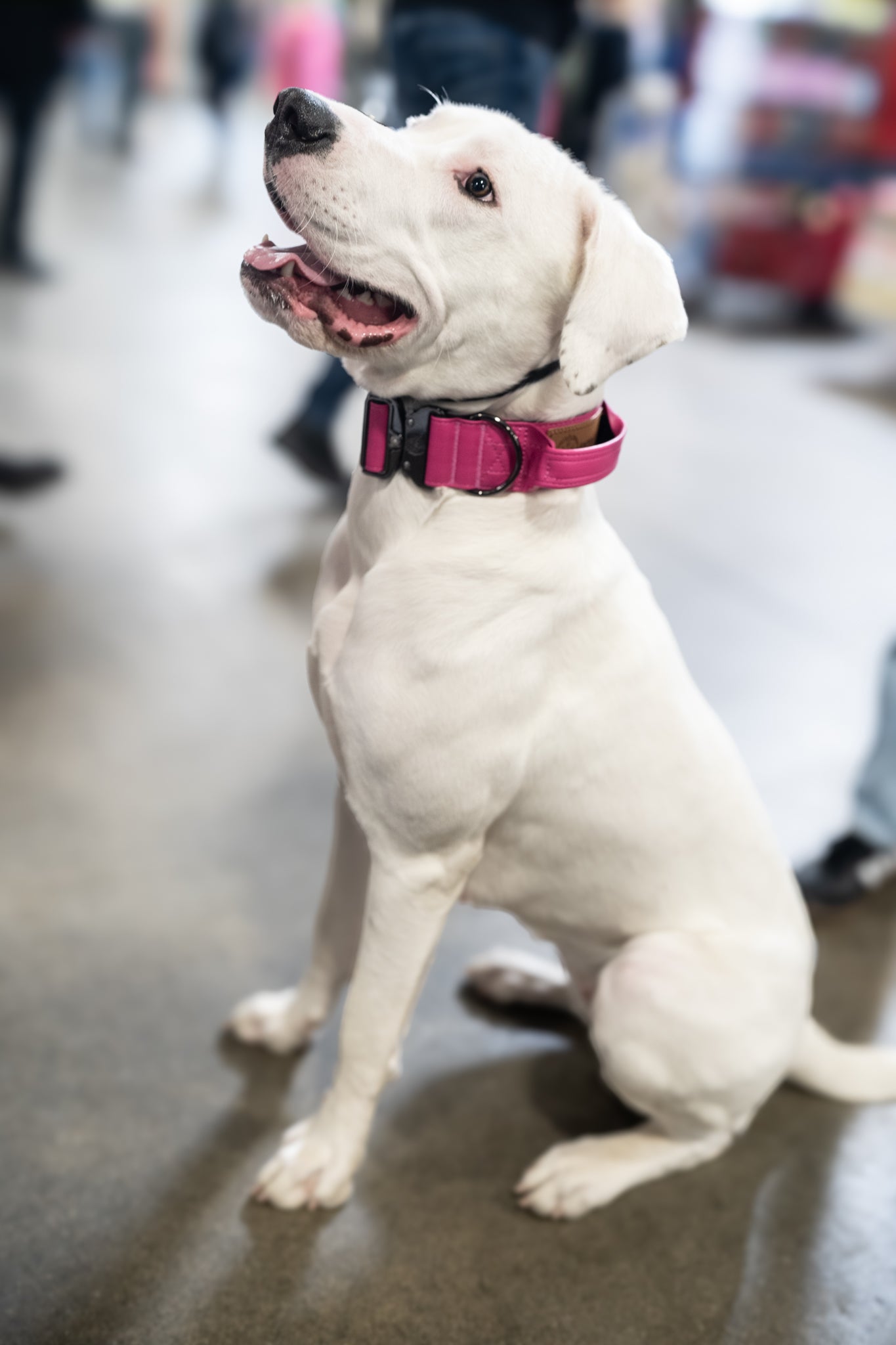 Princess Pink - KK9 Tactical Collar V4 (1.5" and 2") - Kaizen K9