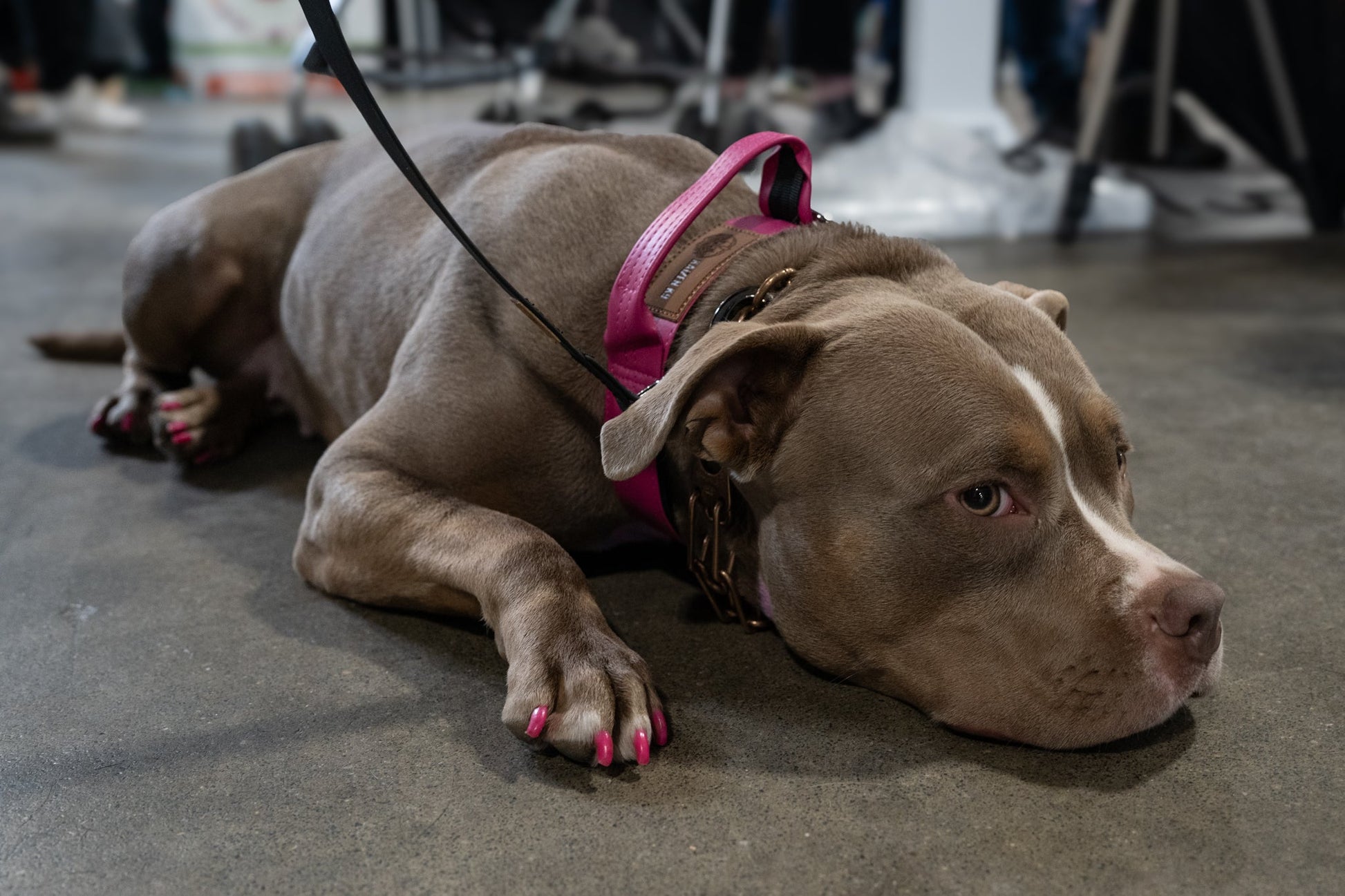 Princess Pink - KK9 Tactical Collar V4 (1.5" and 2") - Kaizen K9