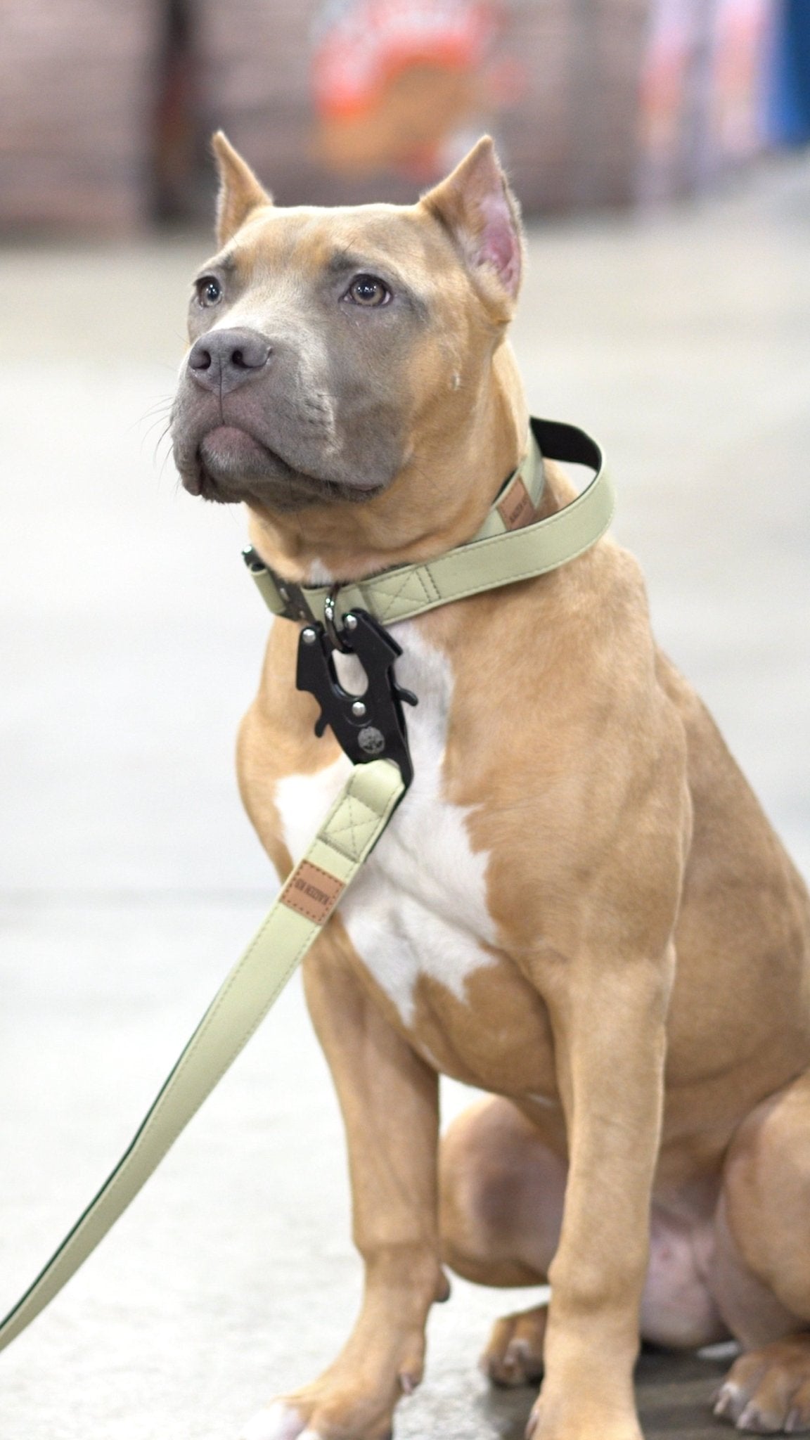 Sage Green - KK9 Leather Tactical Collar (1") - Kaizen K9