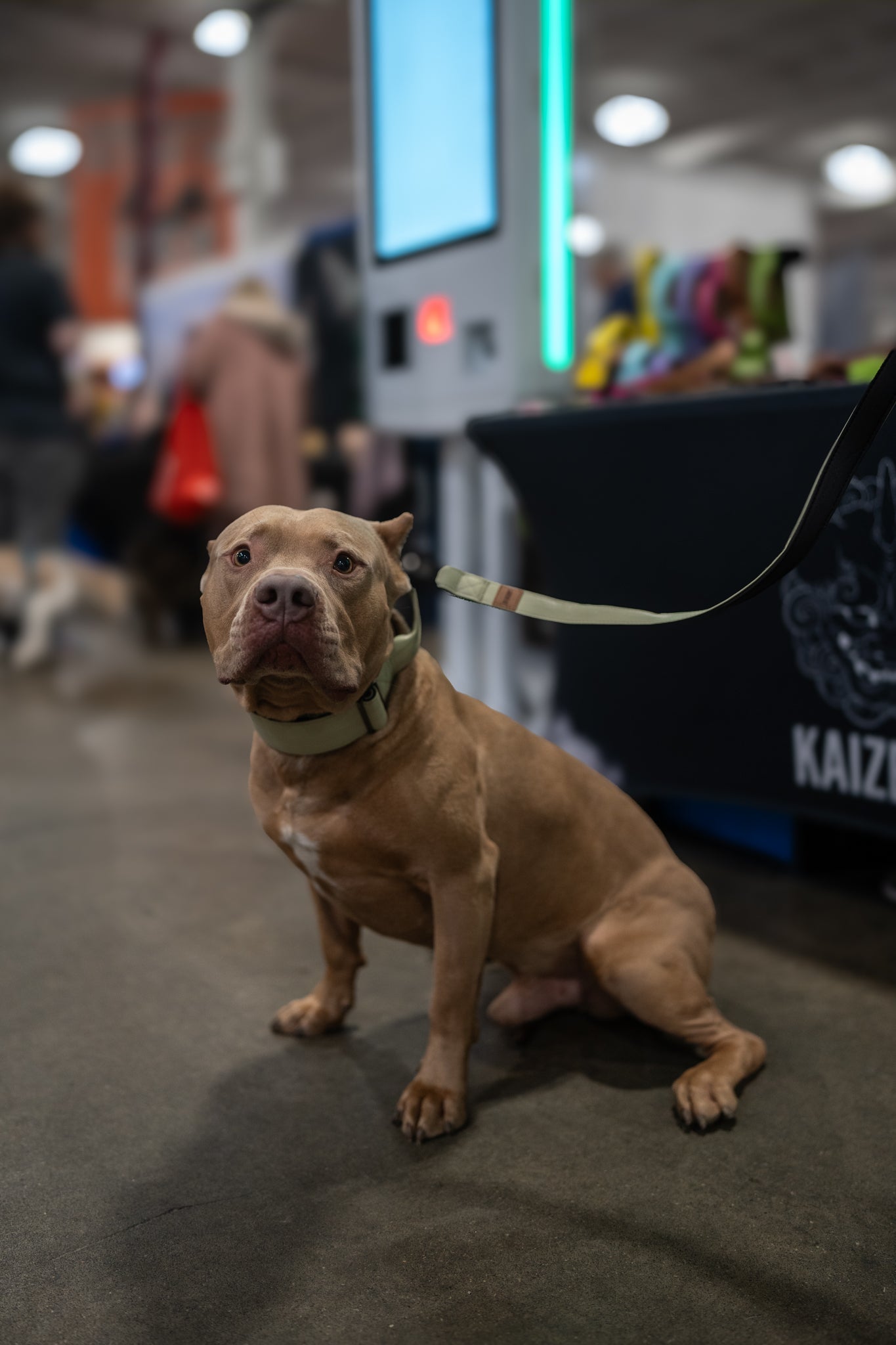 Sage Green - KK9 Tactical Collar V4 (1.5" and 2") - Kaizen K9