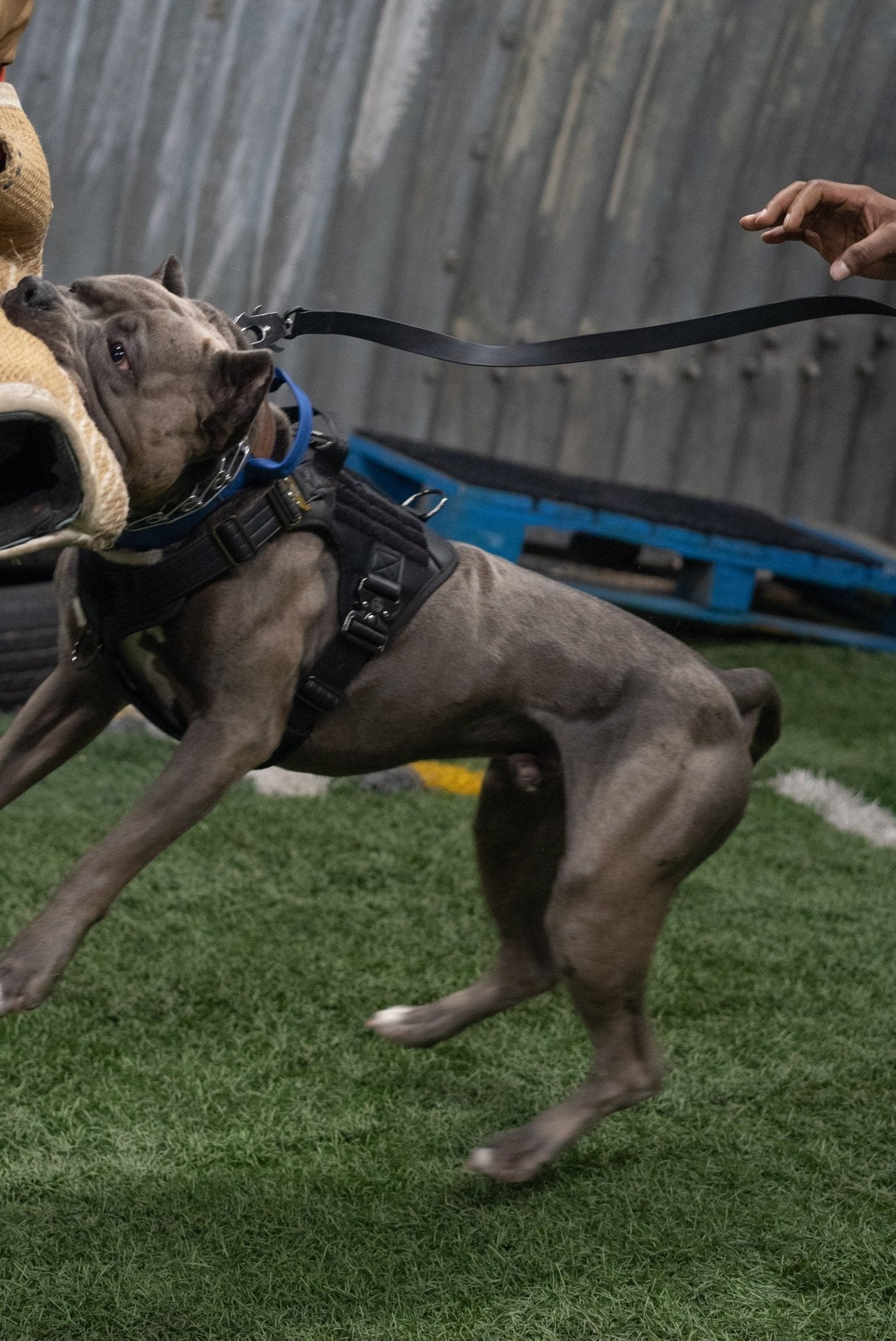 Stealth - KK9 Elemental Leash (6 Foot) - Kaizen K9