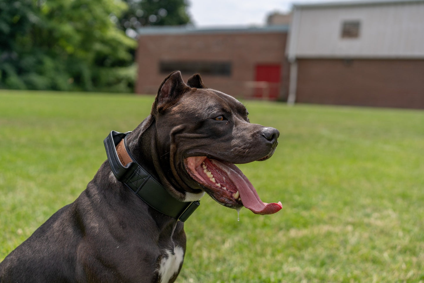 Stealth - KK9 Tactical Collar V4 (1.5" and 2") - Kaizen K9