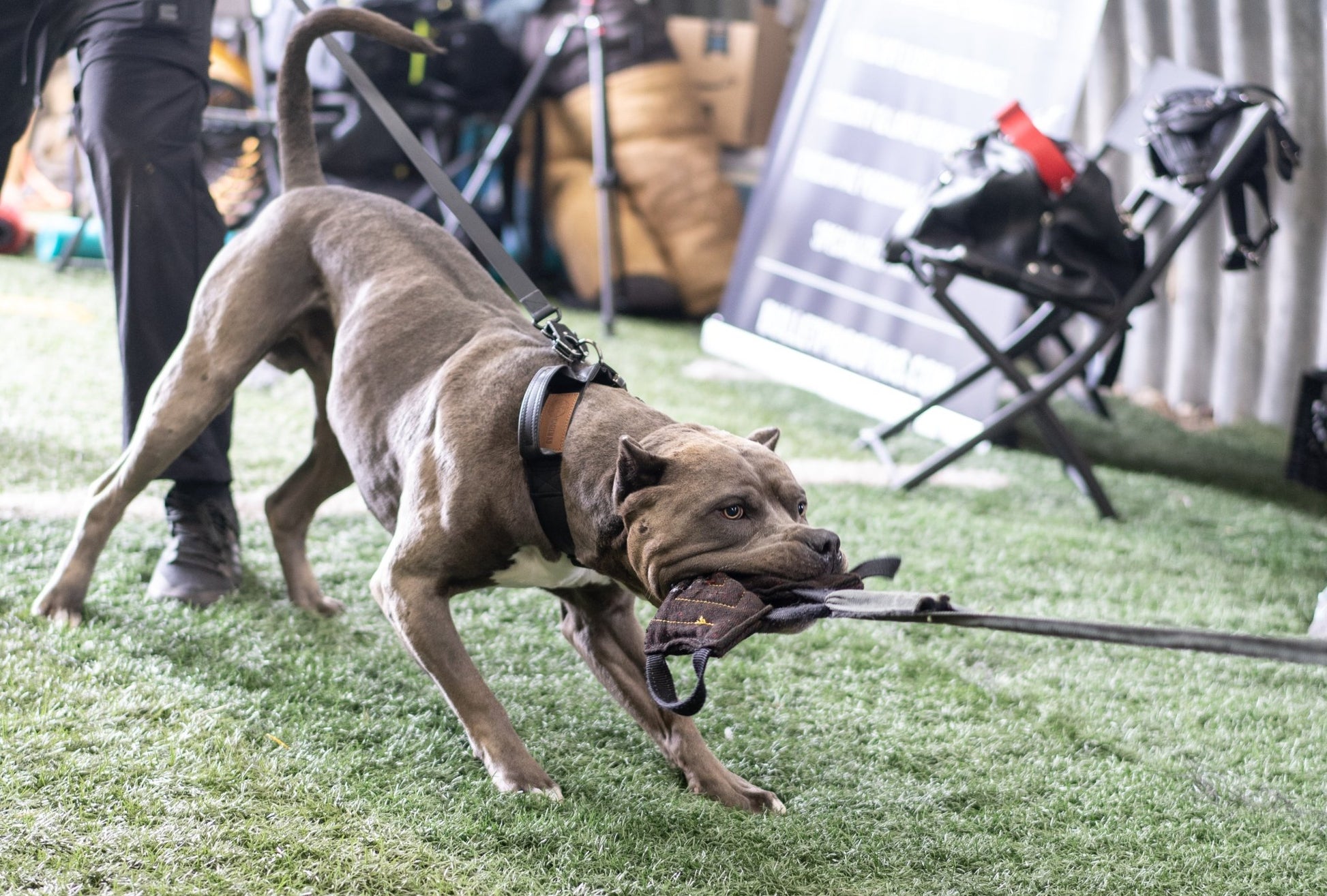 Stealth - KK9 Tactical Collar V4 (1.5" and 2") - Kaizen K9