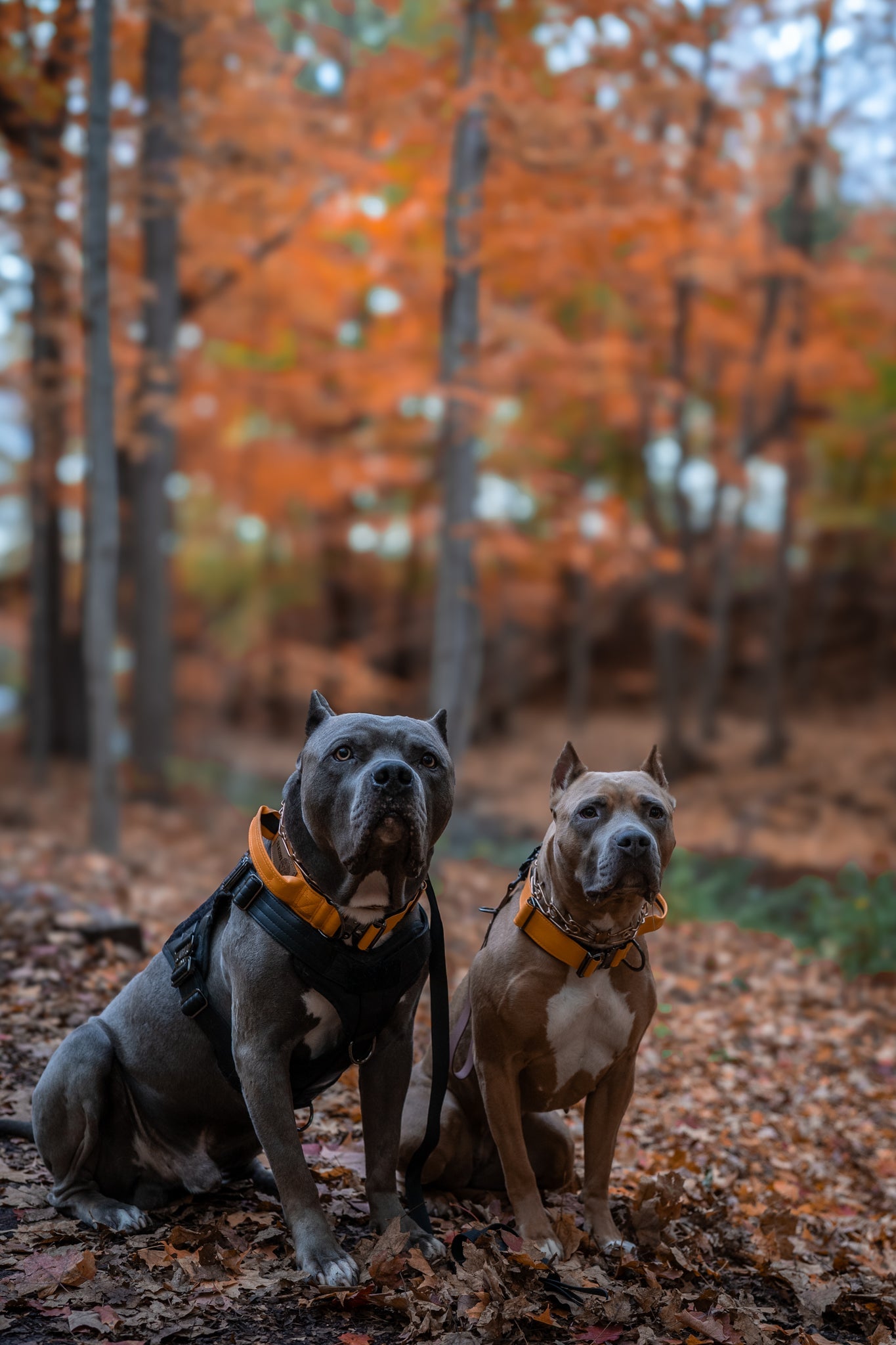 Tangerine Dream - KK9 Tactical Collar V4 (1.5" and 2") - Kaizen K9