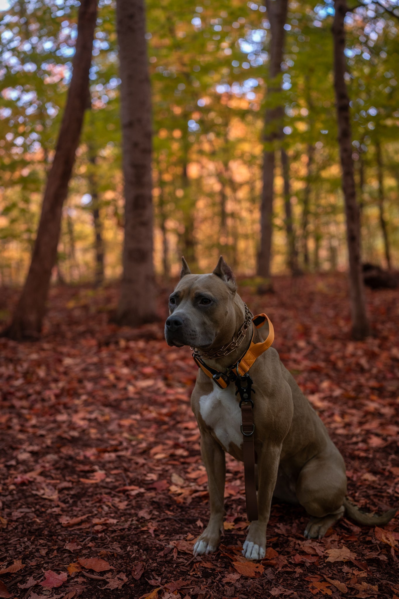 Tangerine Dream - KK9 Tactical Collar V4 (1.5" and 2") - Kaizen K9