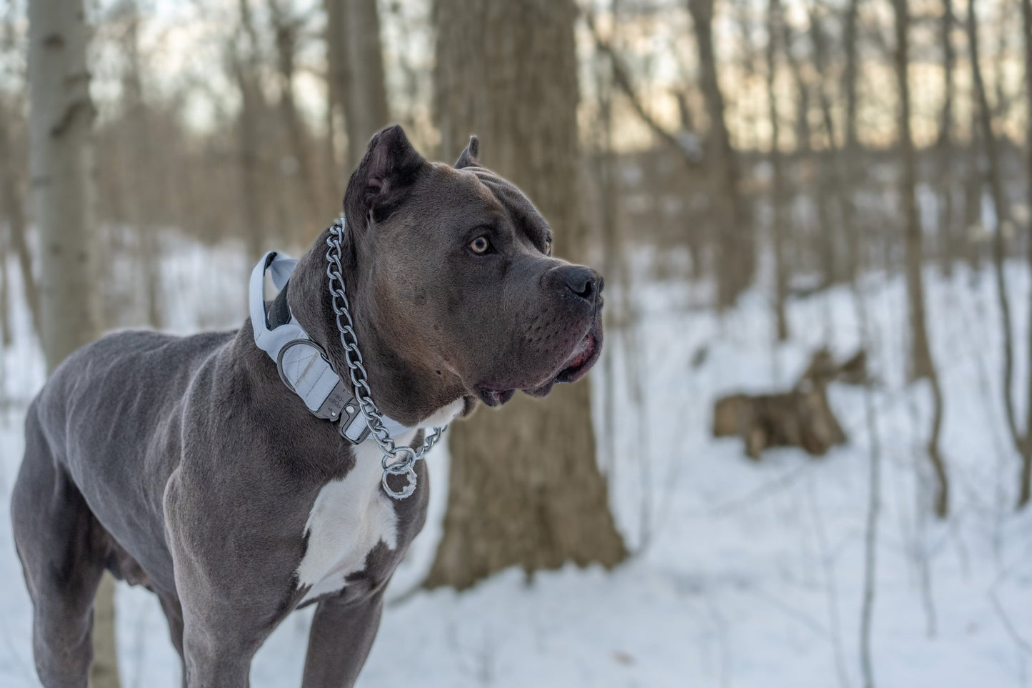 Frost White - KK9 Tactical Collar V4 (1.5" and 2") - Kaizen K9