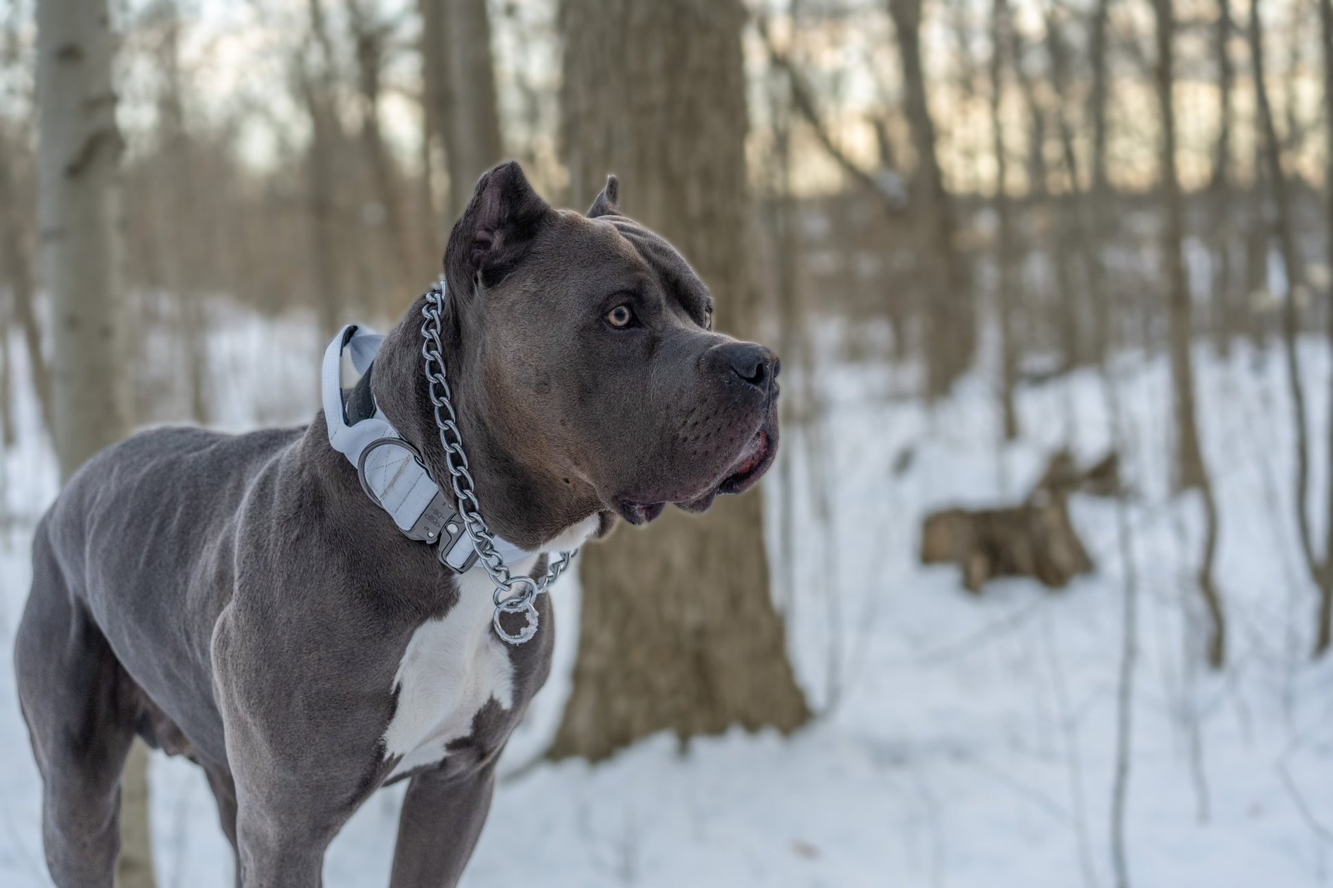 Frost White - KK9 Tactical Collar V4 (1.5" and 2") - Kaizen K9