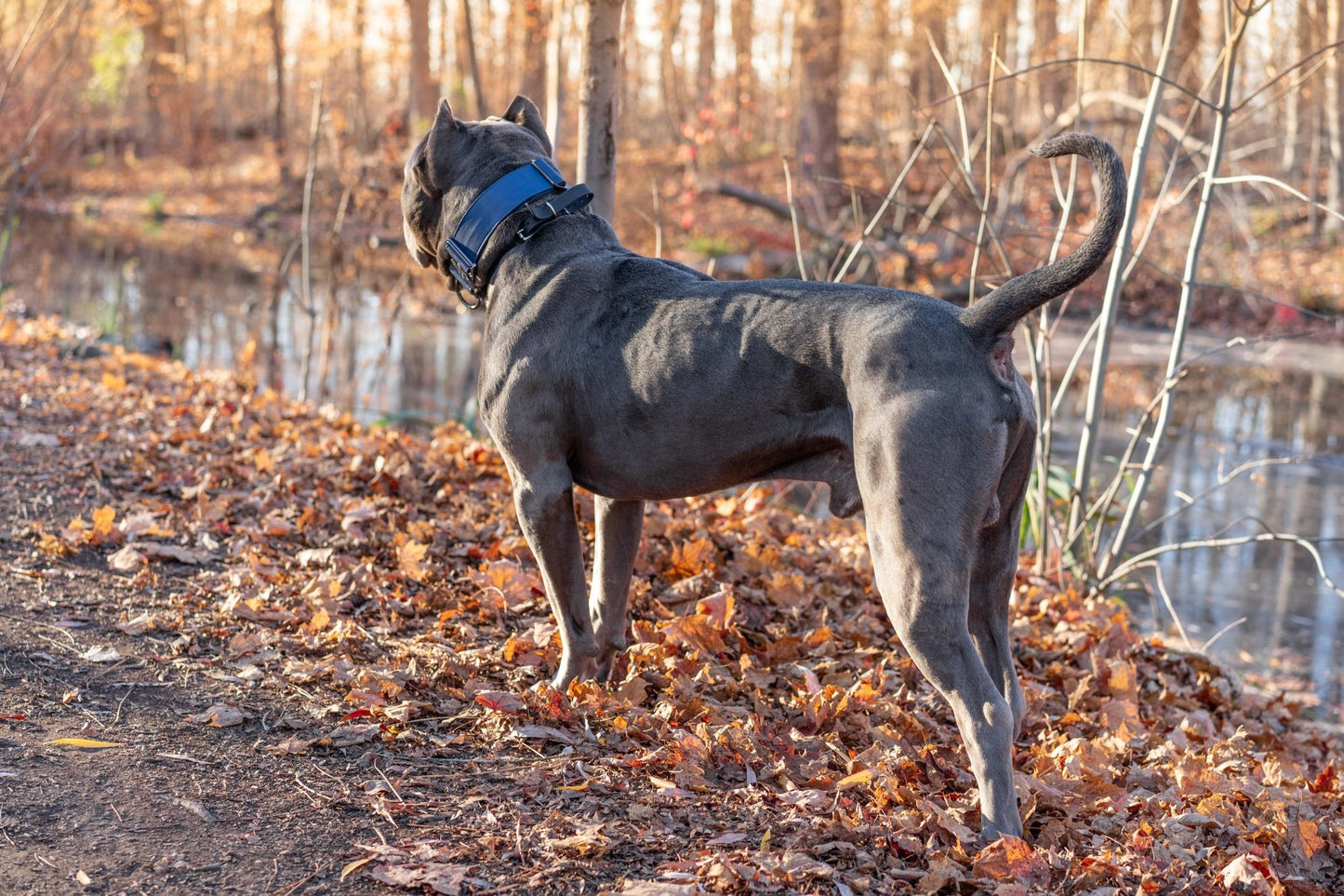 Marina Blue - KK9 Tactical Collar V4 (1.5" and 2") - Kaizen K9