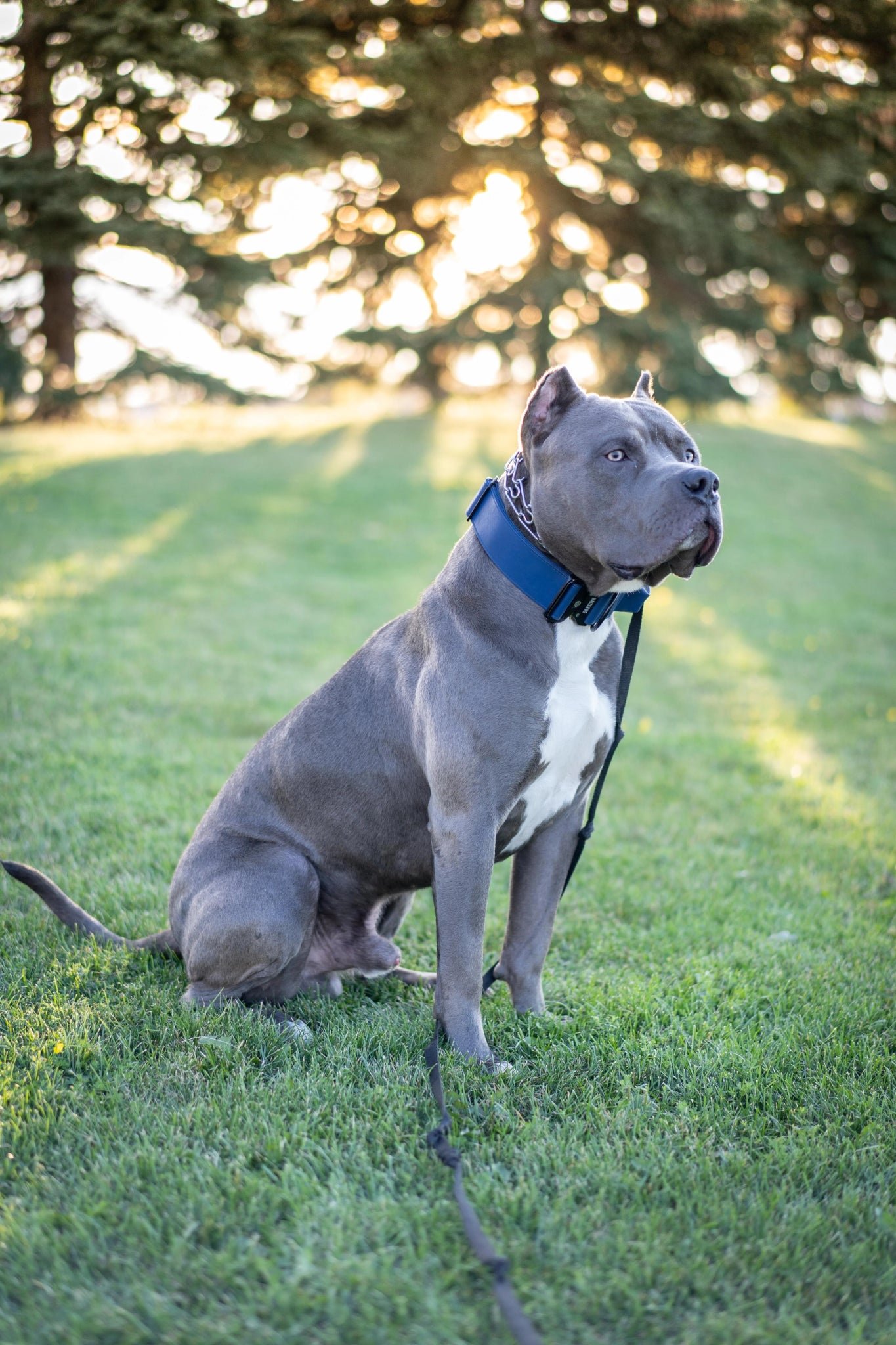 Marina Blue - KK9 Tactical Collar V4 (1.5" and 2") - Kaizen K9