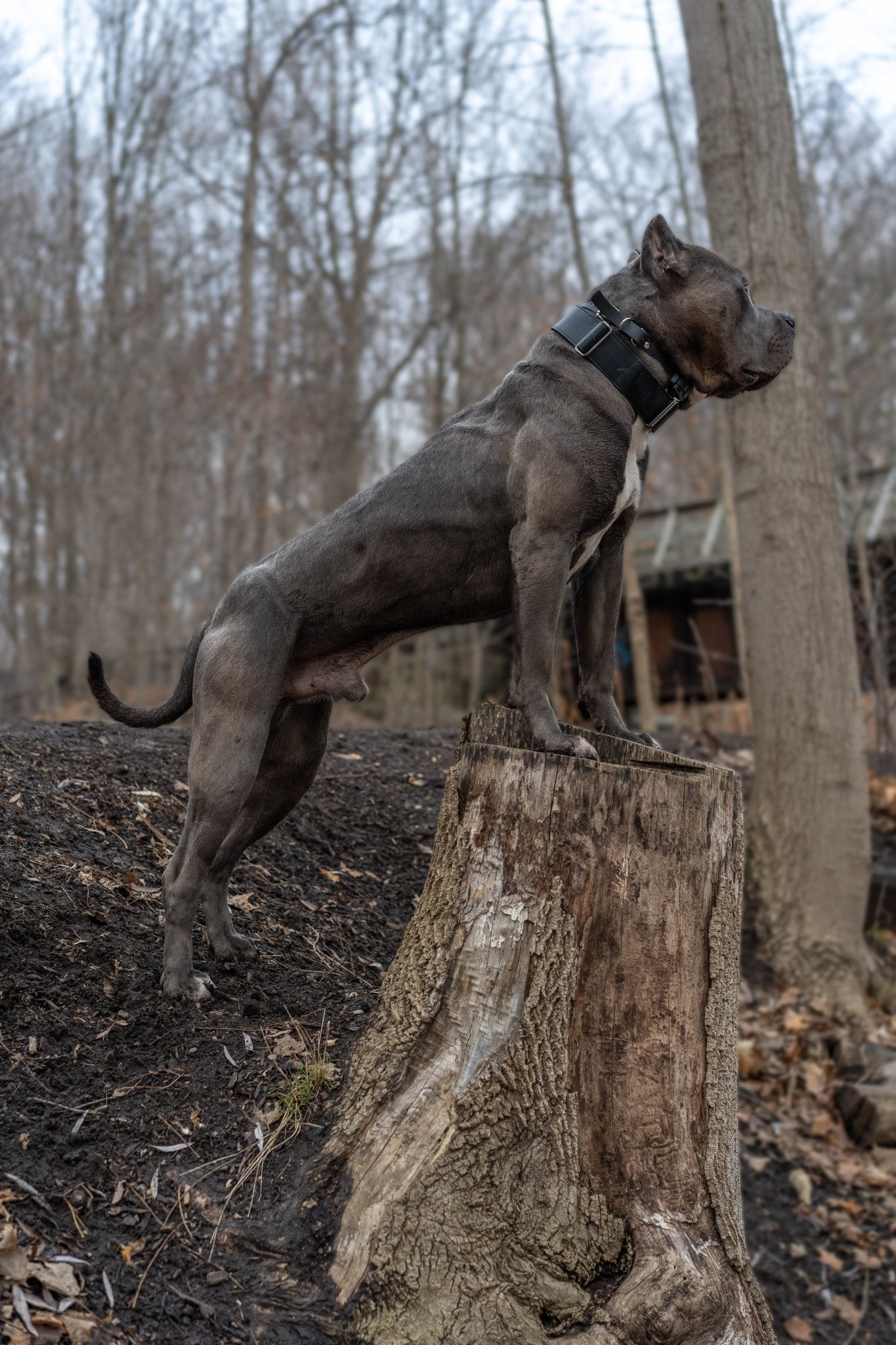 Stealth - KK9 Tactical Collar V4 (1.5" and 2") - Kaizen K9